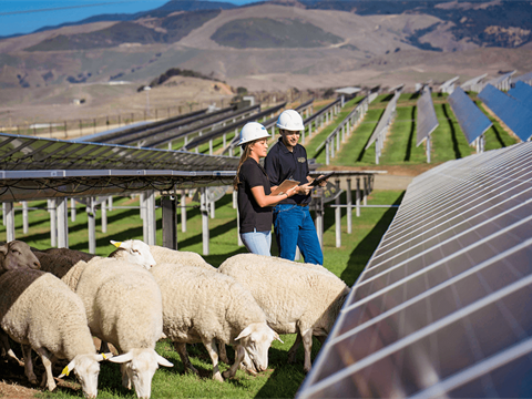 Students at Cal Poly SLO studying their solar energy panels surrounded by sheep