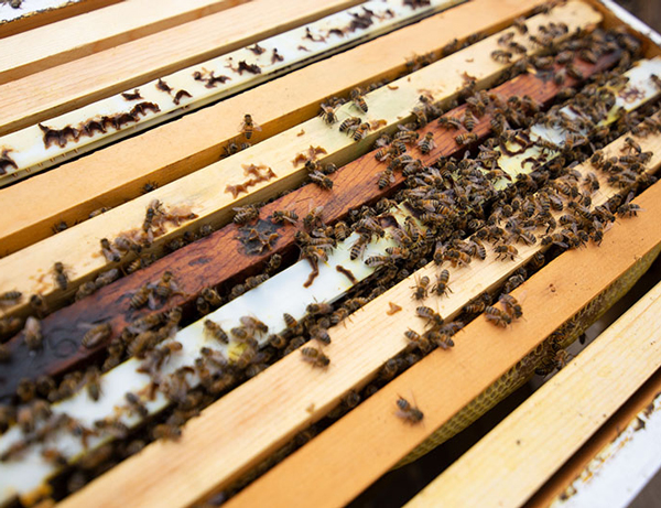 Honey Boards with bees