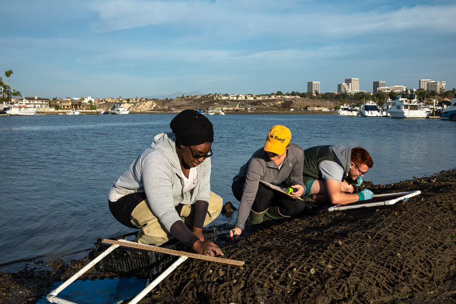 Professor Christine Whitcraft (center) and CSULB students Elishabah Tate-Pulliam (left) and Cody Fees (right) partner with Cal State Fullerton and Orange County Coastkeeper to restore native oysters, in conjunction with restoring eelgrass habitat, November 26, 2019. Olympia oysters were once an important food source for native Californians. Oysters also provide habitat and refuge for organisms, such as octopi, crabs and juvenile fishes, who take shelter on the structure oyster beds provide. Oysters are filter feeders, so they improve water clarity and help stabilize mudflats. 