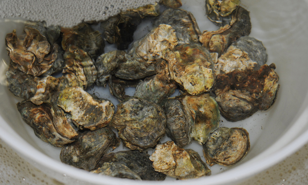 oysters in a bucket