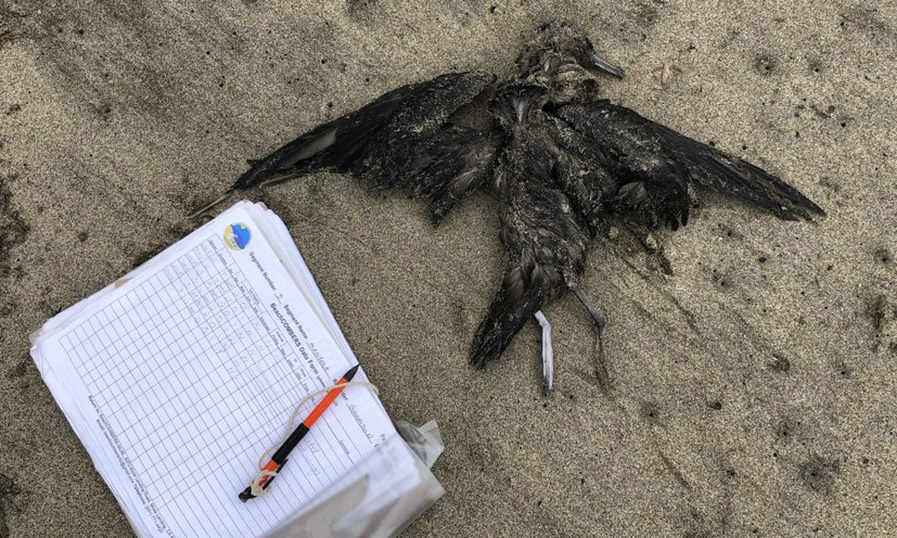 dead bird in sand next to clipboard with papers